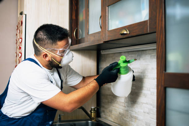 Wasp Removal Services in Forest, OH